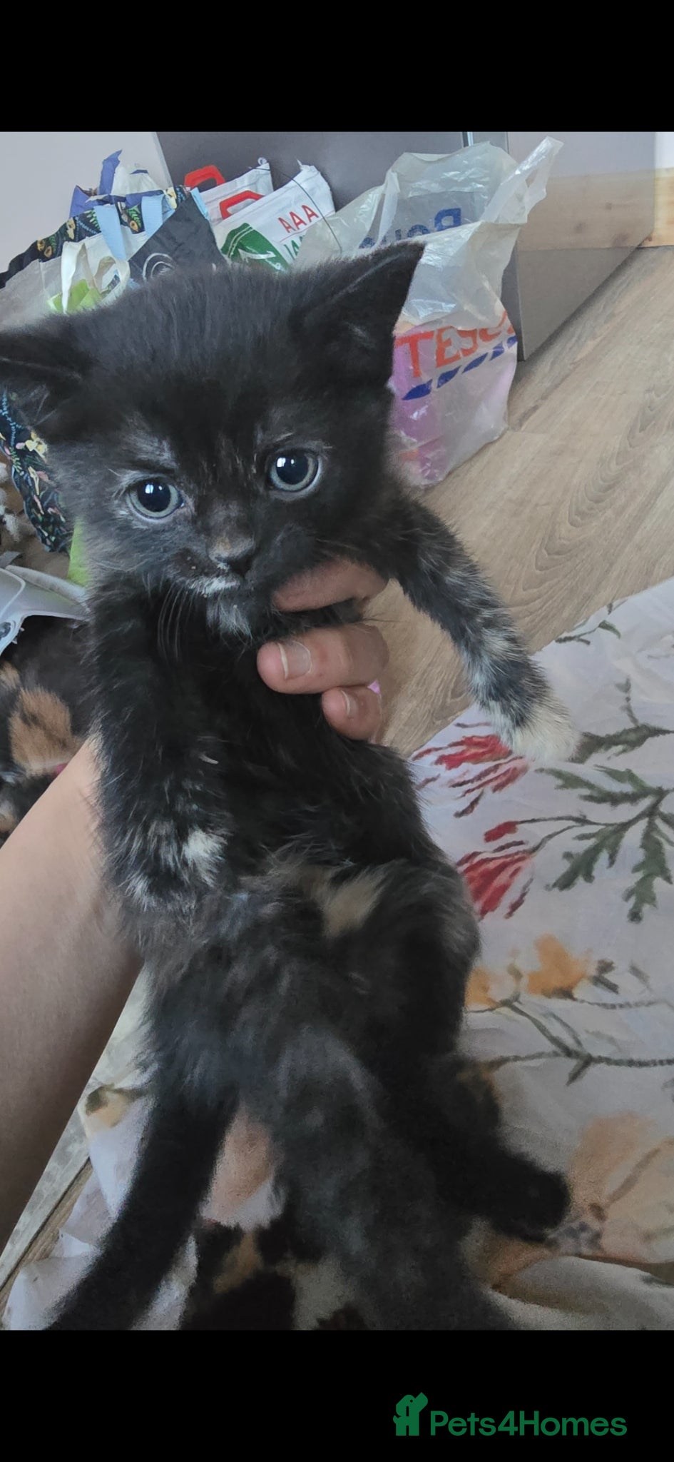 Mixed Breed cats for sale: Lovely 2 girl kittens 😸 😍  - Advert 12