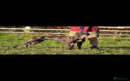 Mixed Breed dogs for sale: Whippet lurcher - Image 2