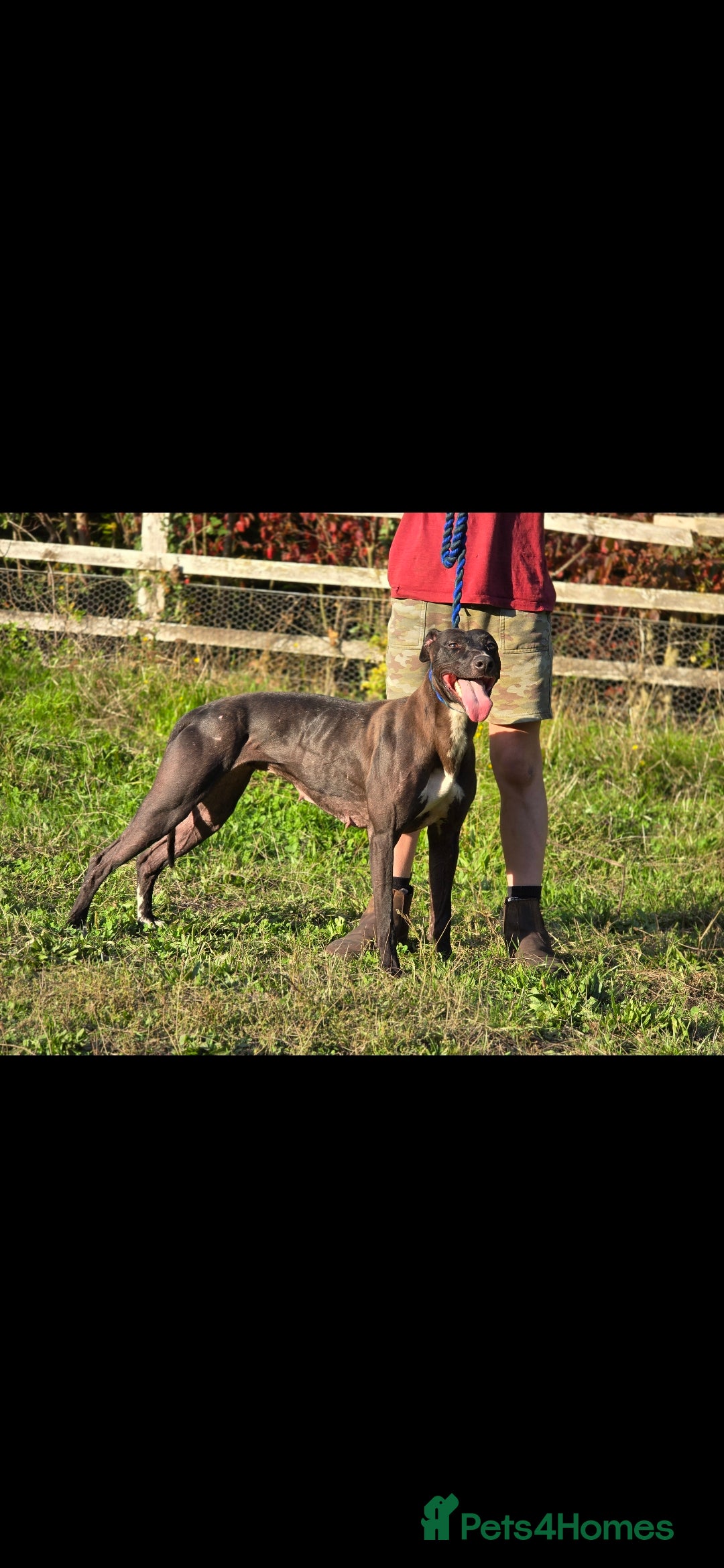 Mixed Breed dogs for sale: Whippet lurcher - Image 2