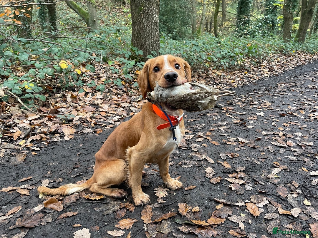 Cocker Spaniel dogs for stud: PROVEN KC working cocker  - Advert 8