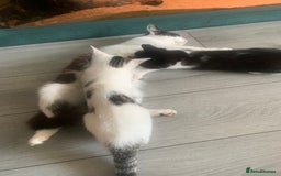 Mixed Breed cats for sale: Beautiful kittens  - Image 3