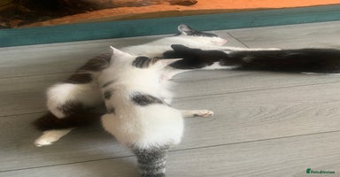 Mixed Breed cats - Advert 9