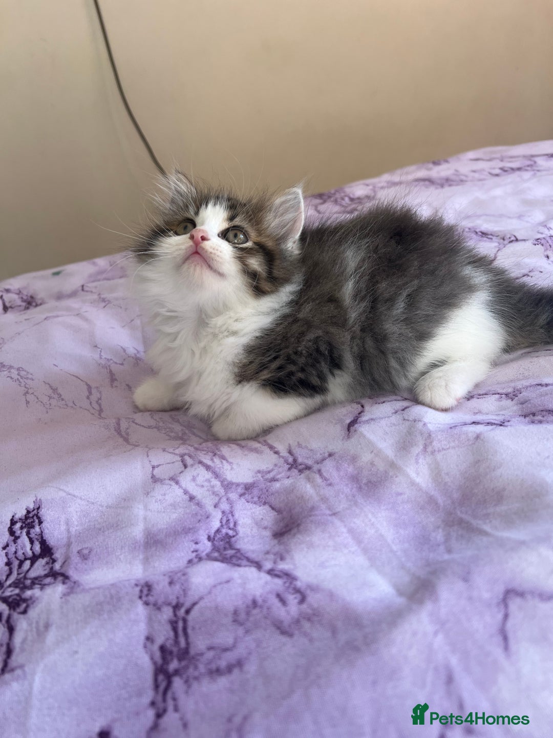 Turkish Angora cats for sale: Ragdoll/ Turkish Angora kittens last BOY/GIRL - Image 6