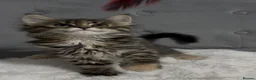 Maine Coon cats for sale: 🤩Sweet Lion Brown Torbie & White Tabby Maine Coon - Advert 11