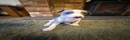 Whippet dogs for sale: KC Registered Whippet Puppies – Home Reared, - Advert 7