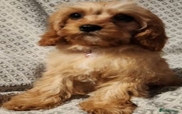 Cavapoo dogs for sale: Toy Cavapoo Puppies Looking for Forever Homes!! - Image 15