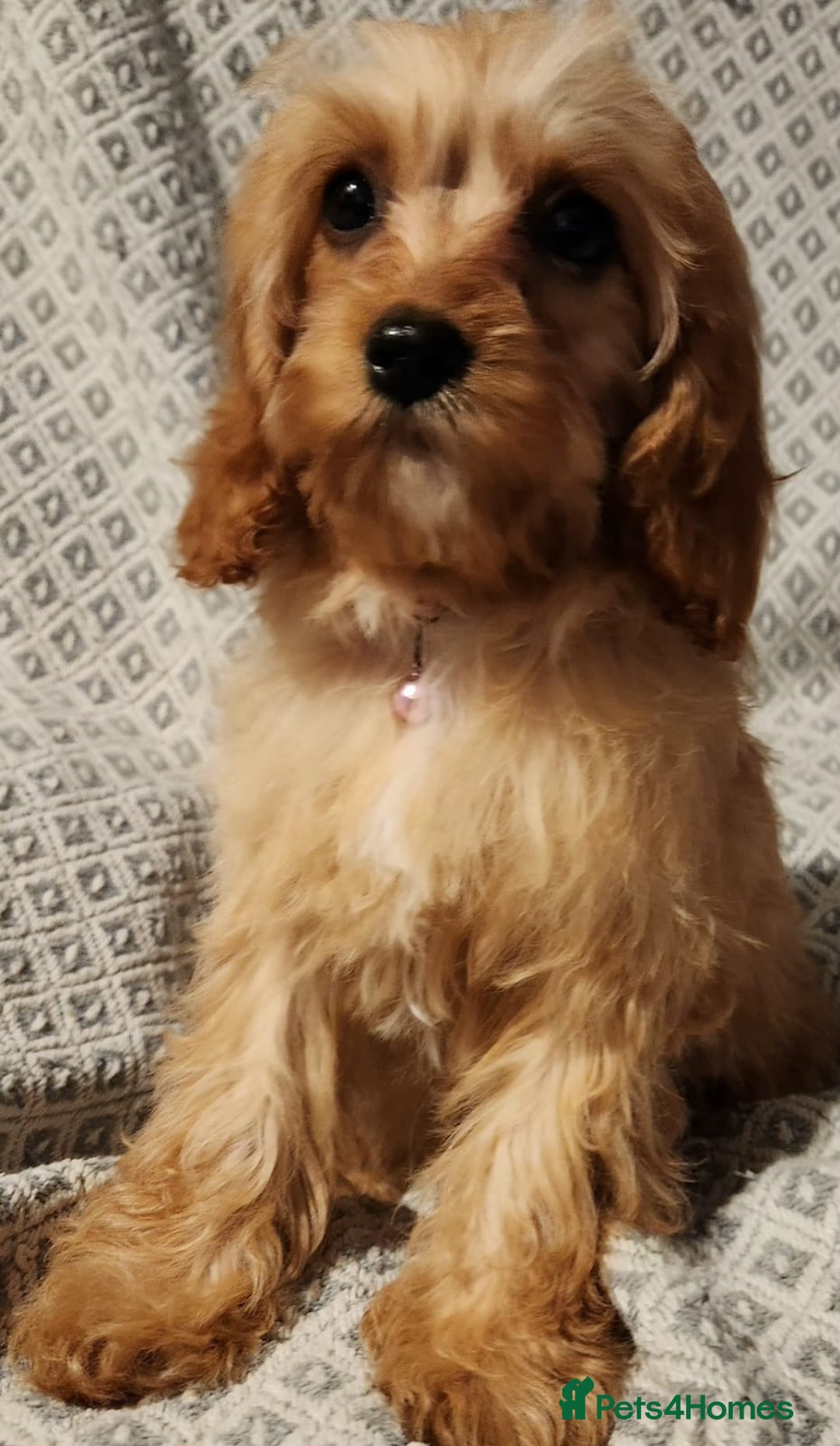 Cavapoo dogs for sale: Toy Cavapoo Puppies Looking for Forever Homes!! - Image 15