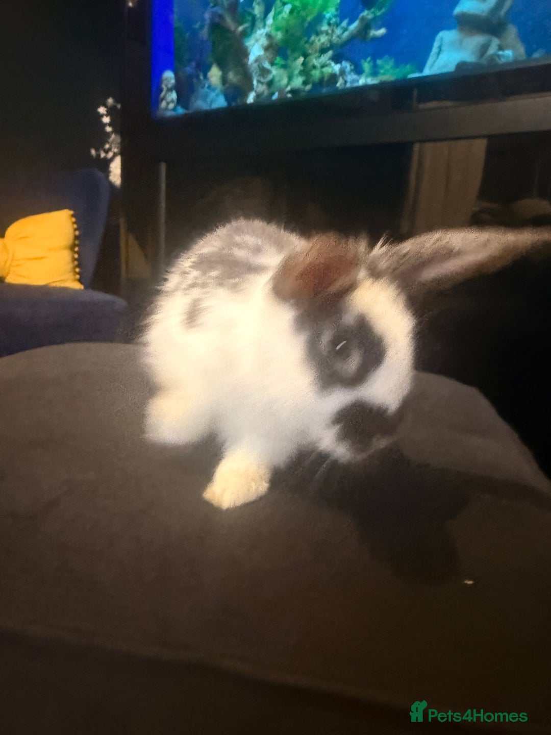 English Lop rabbits for sale: Baby bambi bunny  - Advert 10