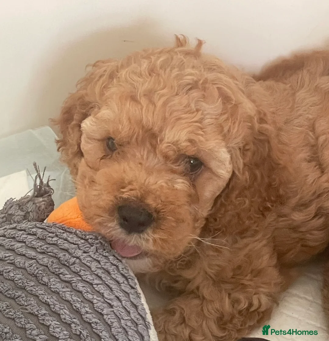 Cockapoo dogs for sale: Beautiful male cockapoo puppy  - Advert 6