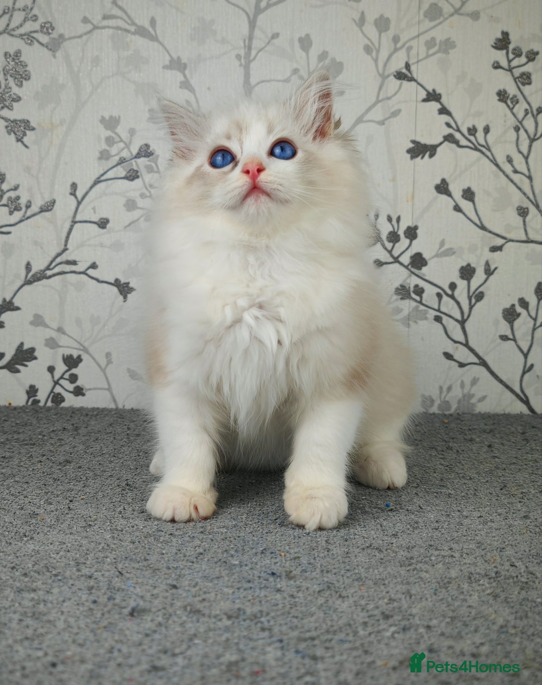 Ragdoll cats for sale: Regional Winner READY TO Go LAST BOY AND GIRL - Image 16