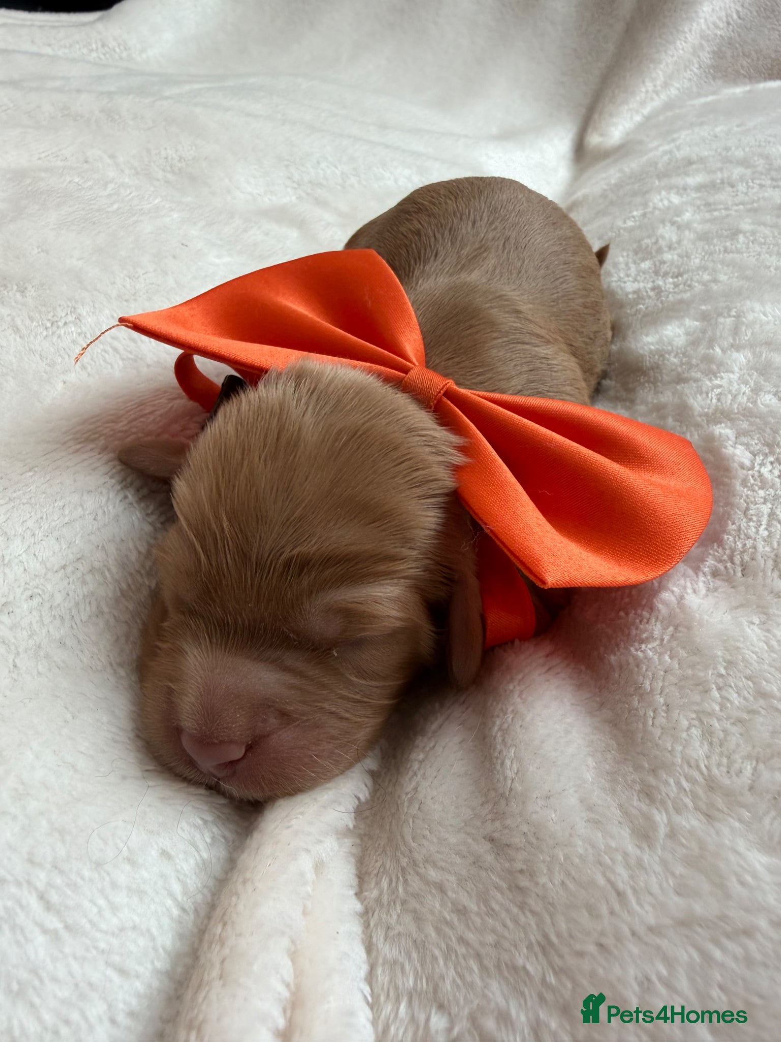 Cavapoo dogs for sale: F1 Chocolate Dream Cavapoos 🤎 - Advert 6