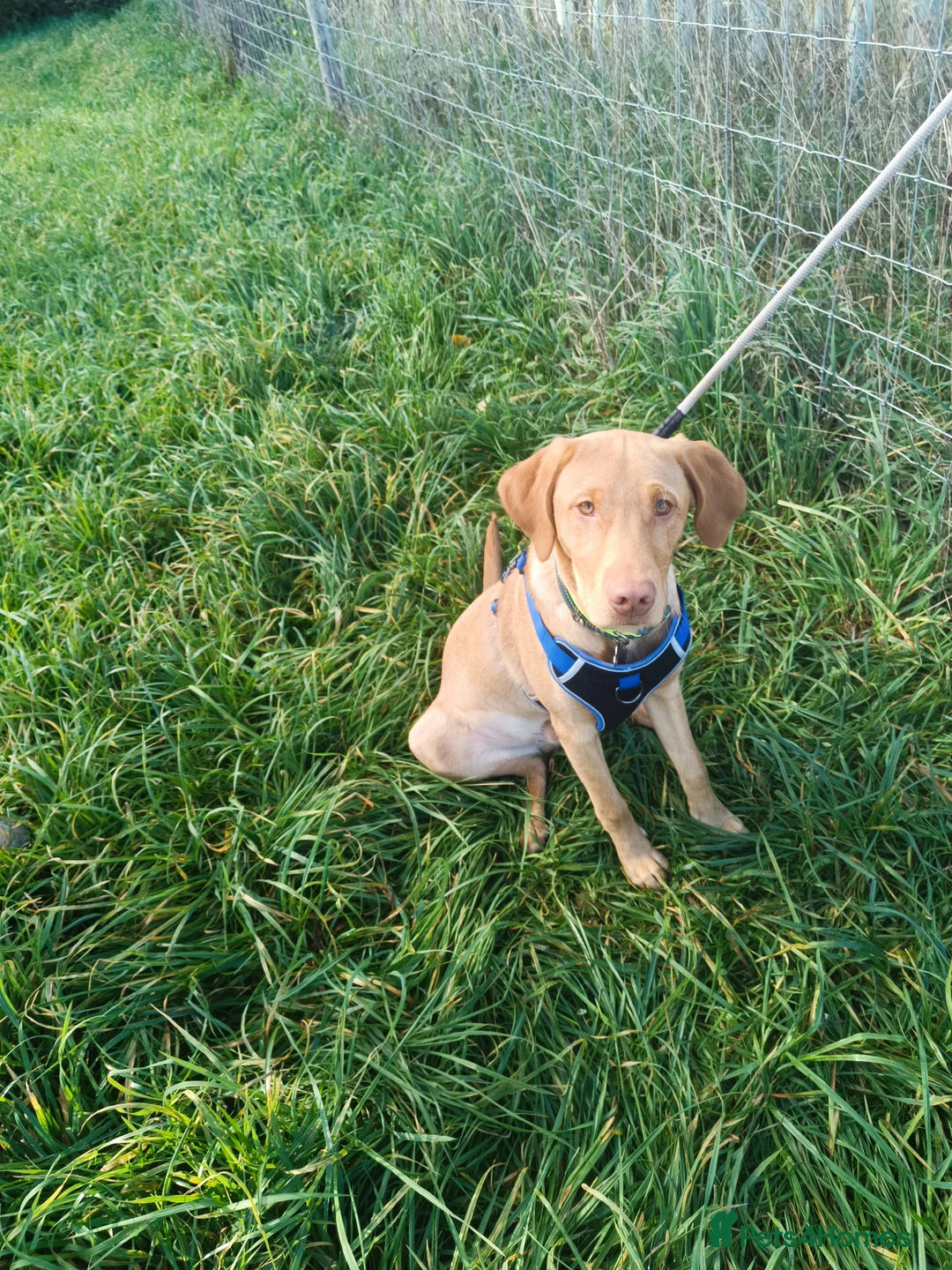 Labrador Retriever dogs for sale: Male Red Labrador 10 months  - Advert 4