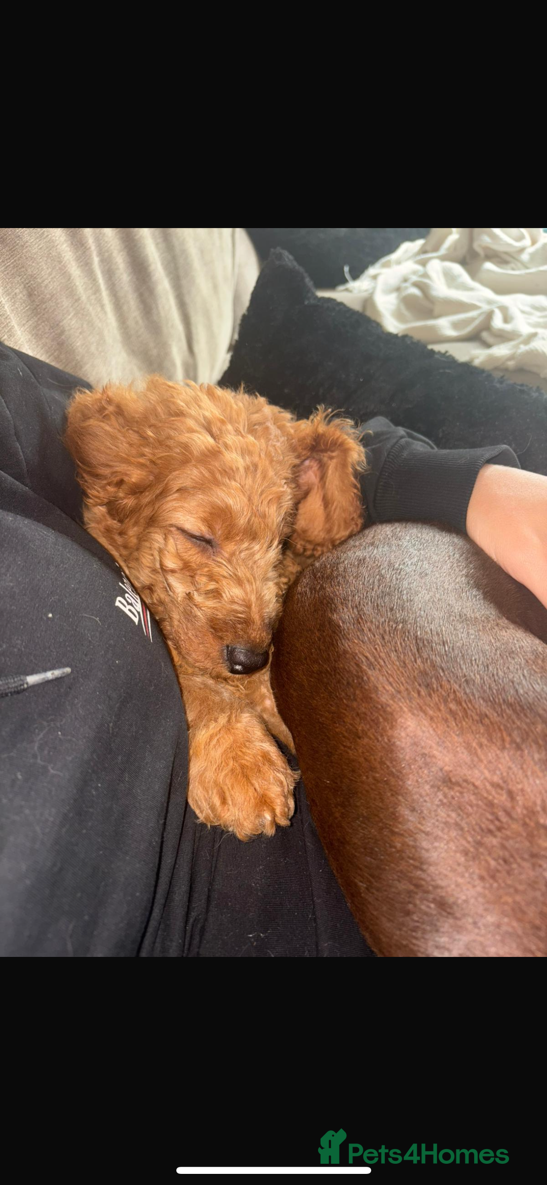Mixed Breed dogs for sale: Cavapoo puppies  - Image 5