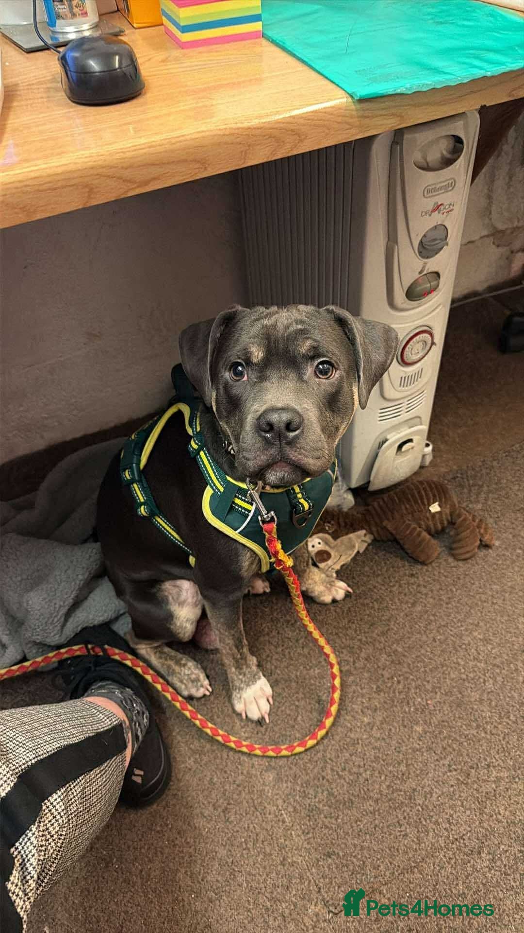 Mixed Breed dogs for sale: Beautiful 8 Month Old Boy - Advert 1