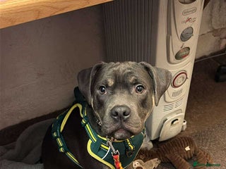 Mixed Breed dogs Beautiful 8 Month Old Boy - Advert 1