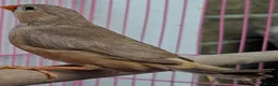 Finches birds for sale: MUTATION ZEBRA FINCHES ORANGE BREAST BLACK FACE - Advert 18