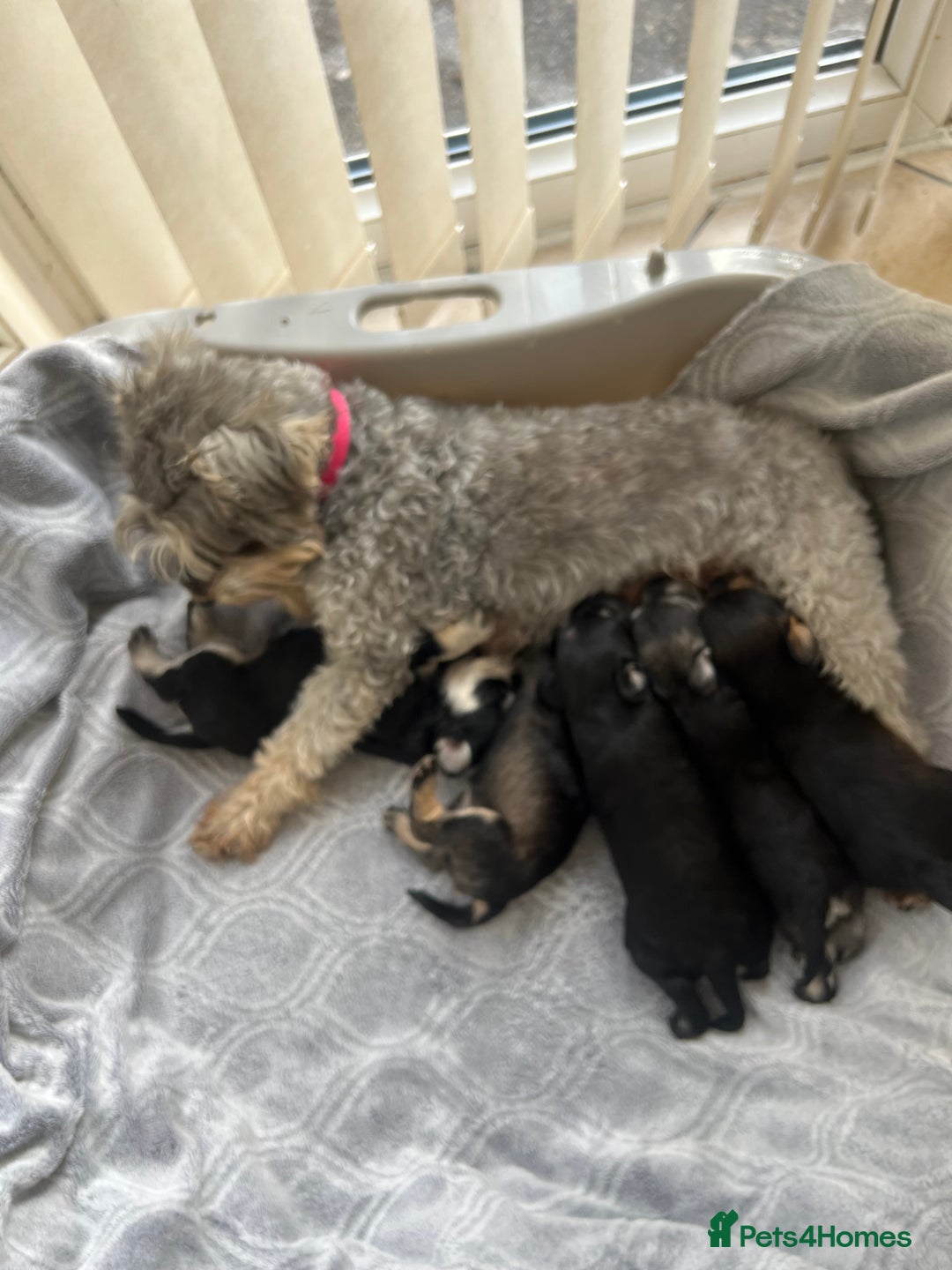 Schnoodle dogs for sale: 🐾🐶Stunning Schnoodles🐶🐾 - Image 8