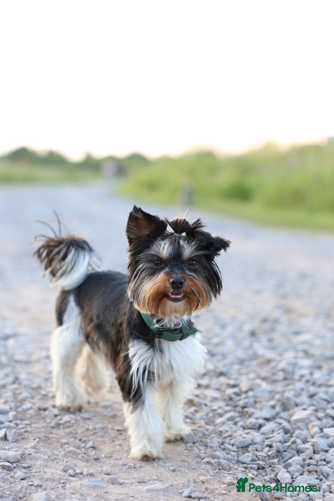 Mixed Breed dogs for sale: Yorkshire Biewer puppies 2 girls available  - Advert 10