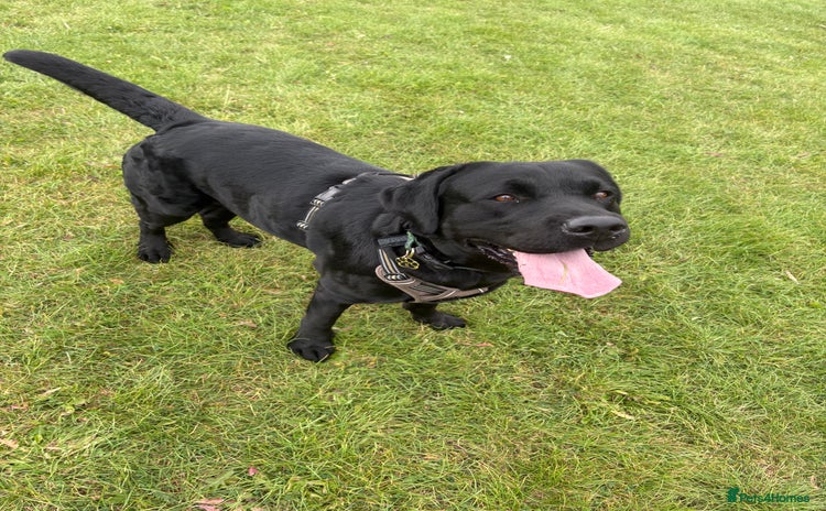 Labrador Retriever dogs - Advert 3