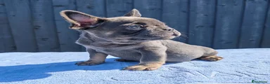French Bulldog 1