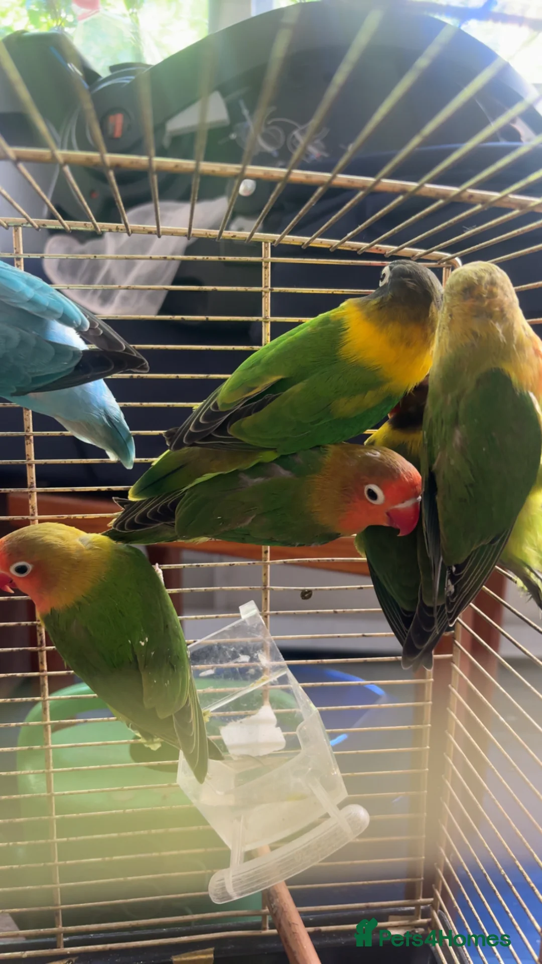 Lovebirds birds for sale: Young lovebirds - Advert 2