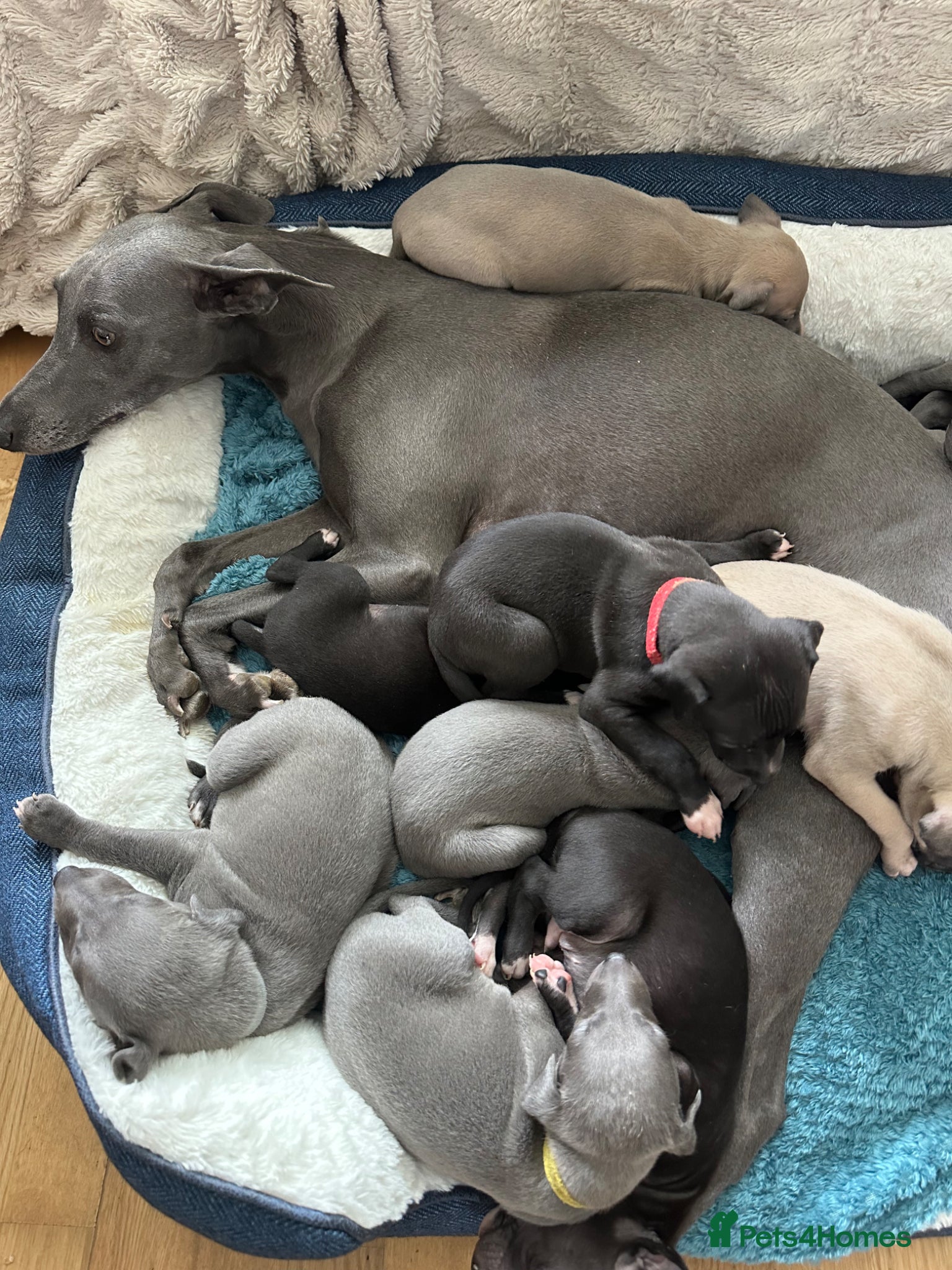 Whippet dogs for sale: Beautiful Whippet Puppies  - Advert 1