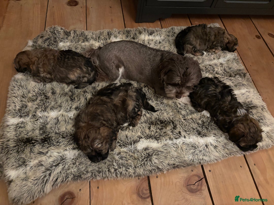 Havanese dogs for sale: KC registered gorgeous male havanese puppy  - Advert 2