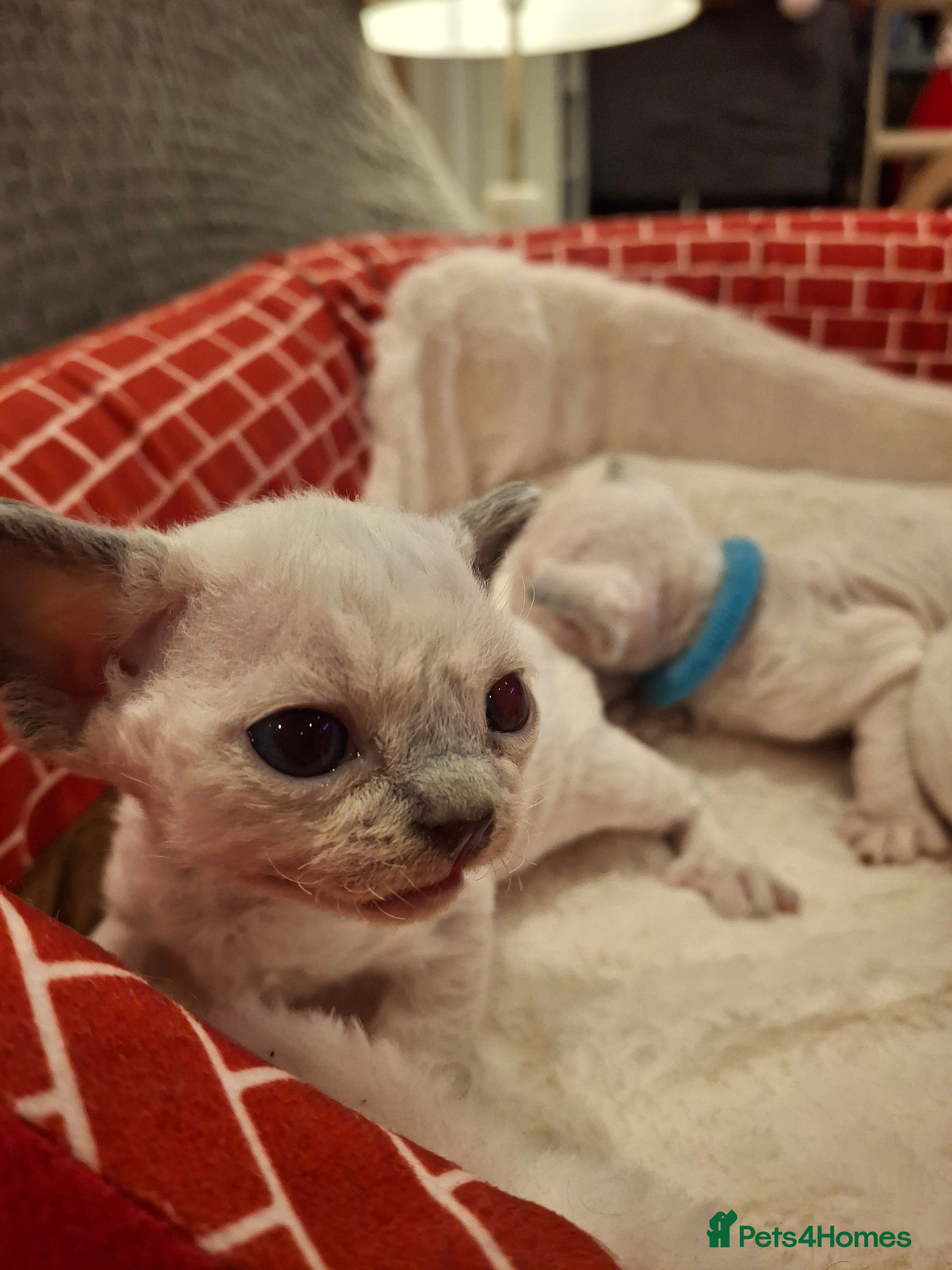 Devon Rex cats 🌸 Wonderful Devon Rex Kittens FIFE registered  🌸 - Advert 1