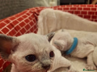 Devon Rex cats 🌸 Wonderful Devon Rex Kittens FIFE registered 🌸 - Advert 3