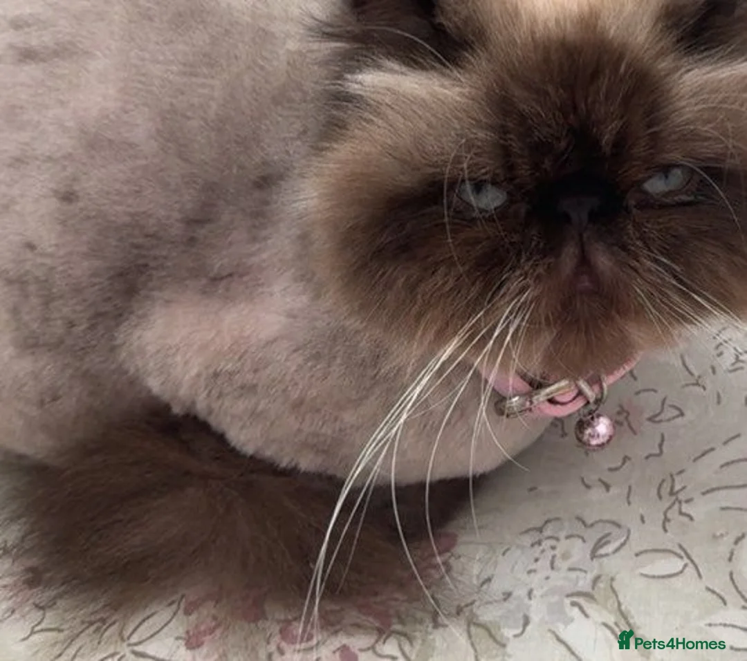 Persian cats for sale: Persian Himalayan Cat Seeking Forever Home - Advert 1