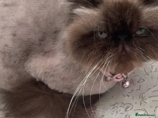 Persian cats Persian Himalayan Cat Seeking Forever Home - Advert 5