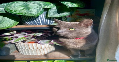 Russian Blue cats - Advert 6