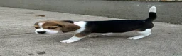 Beagle dogs for sale: Quality Foot Beagle Puppies - Advert 1