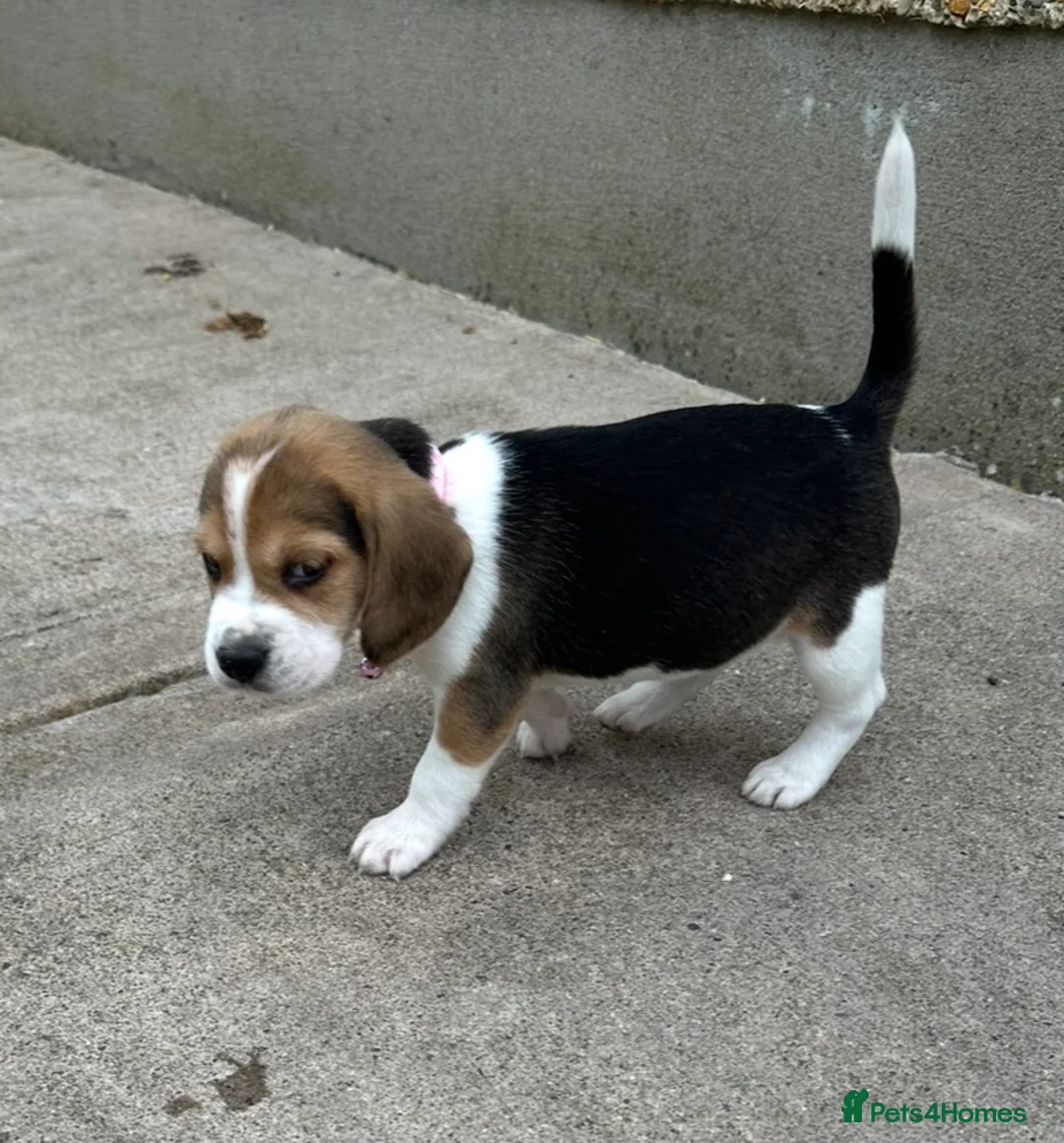 Beagle dogs for sale: Quality Foot Beagle Puppies - Advert 1