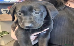 Labrador Retriever dogs for sale: 3x Male labrador puppies  - Image 2