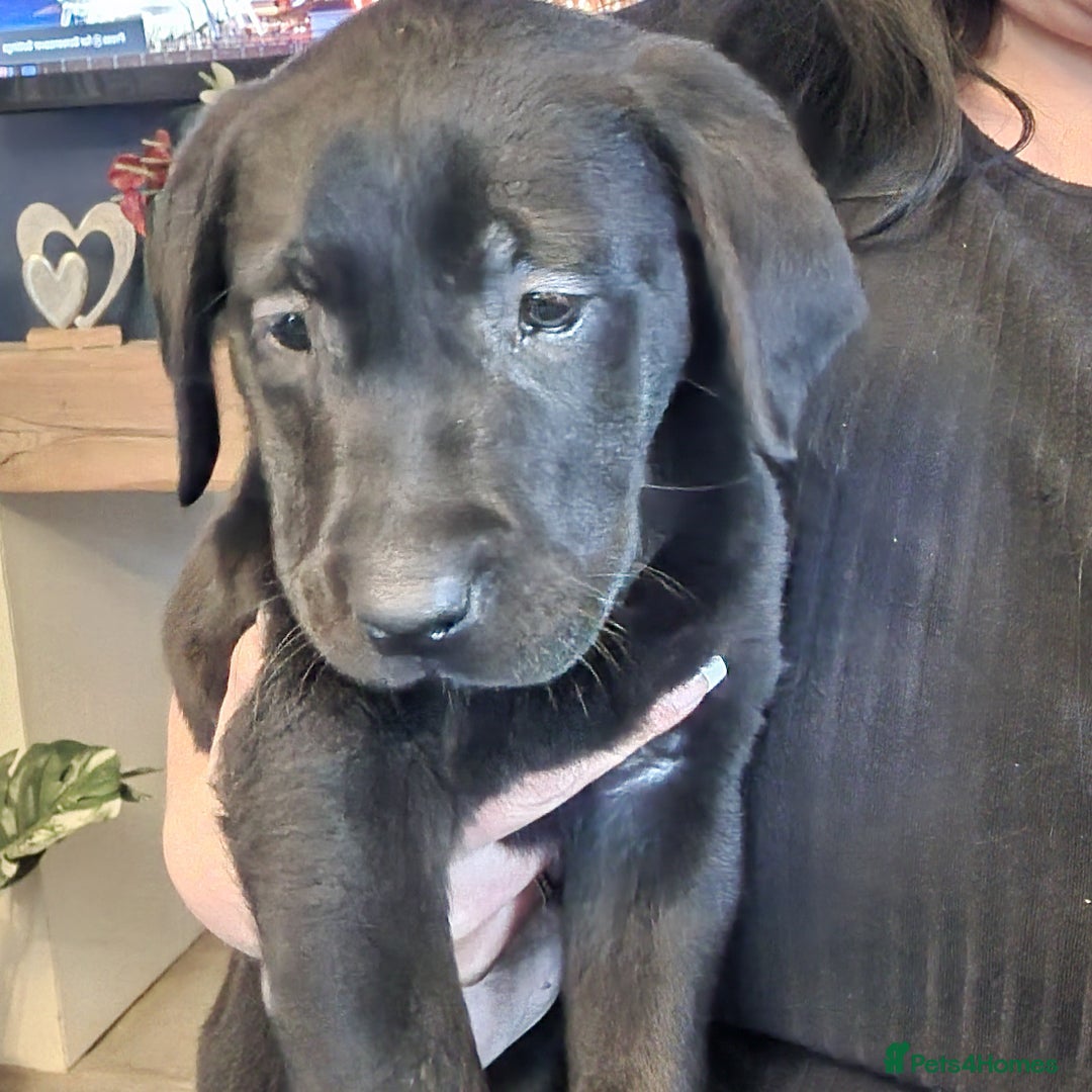 Labrador Retriever dogs for sale: 3x Male labrador puppies  - Image 2
