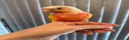 Conures birds for sale: Pineapple conure for sale with cage - Advert 6