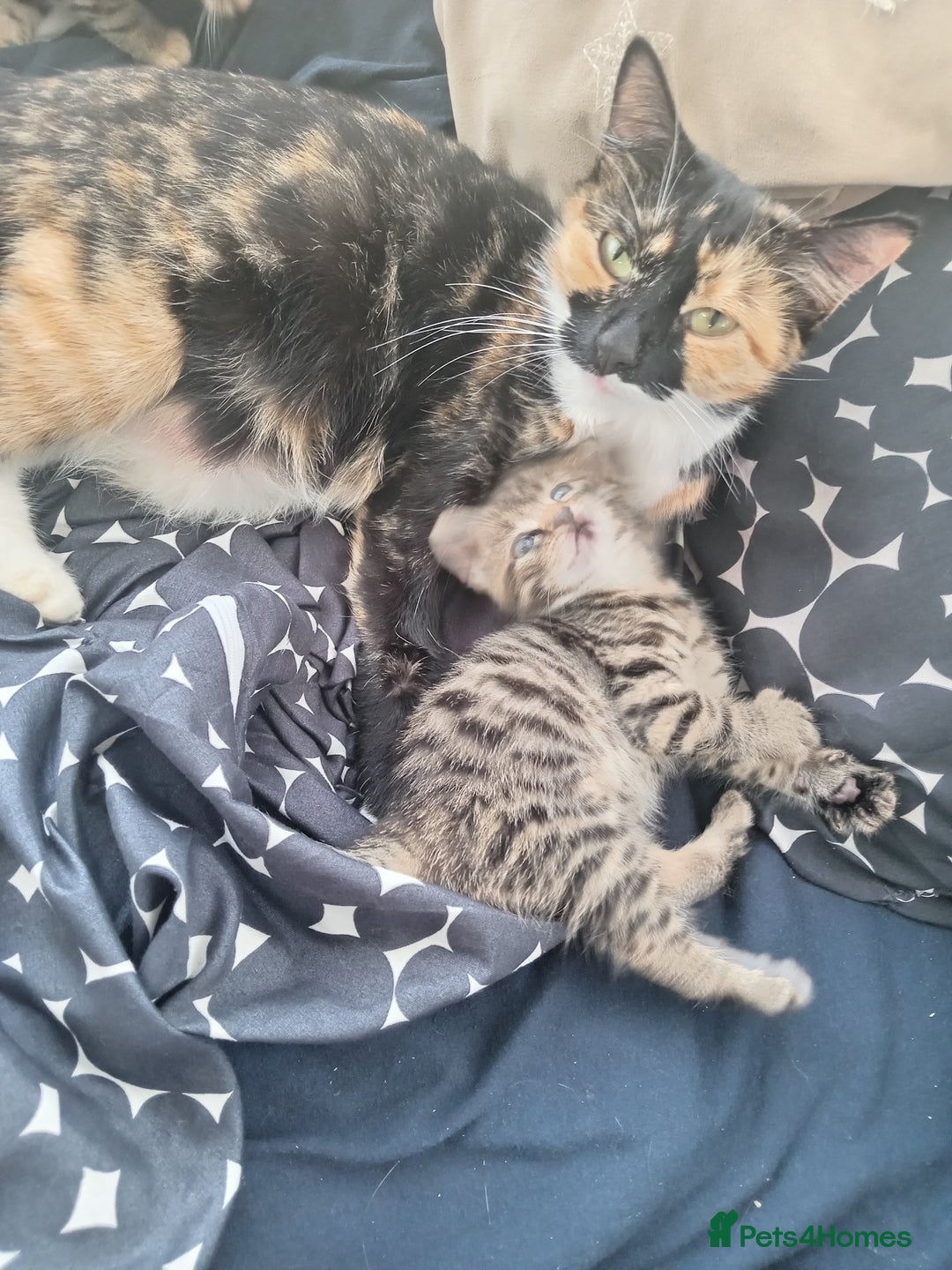 Mixed Breed cats for sale: kittens  - Advert 4