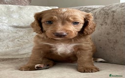 Cockapoo dogs for sale: 🐾Beautiful F2 cockapoos  🐾 - Image 31
