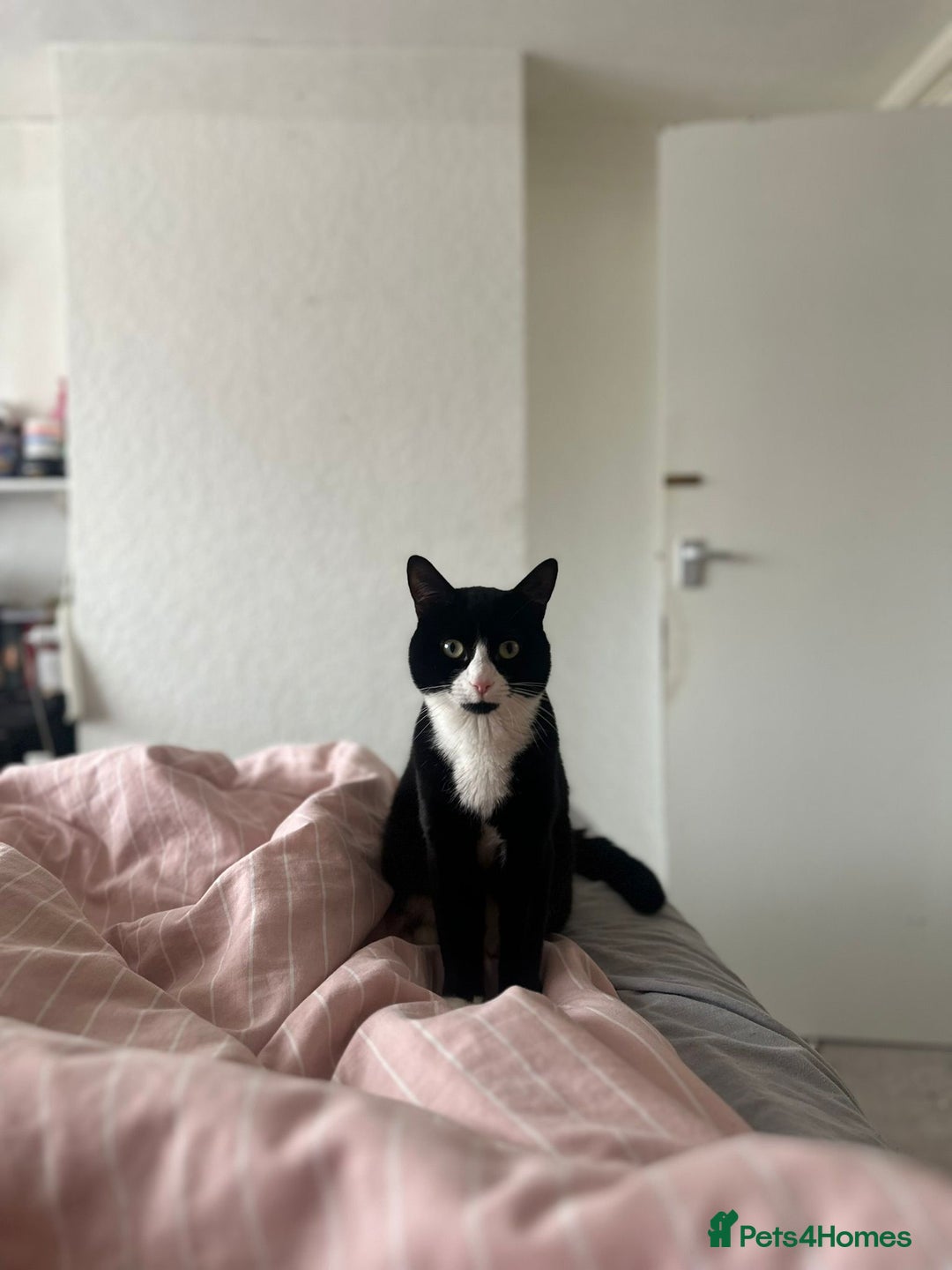 Mixed Breed cats for sale: 2 beautiful cats  - Advert 2