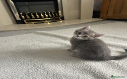 Domestic Shorthair cats for sale: Grey Tabby Kitten - Image 3
