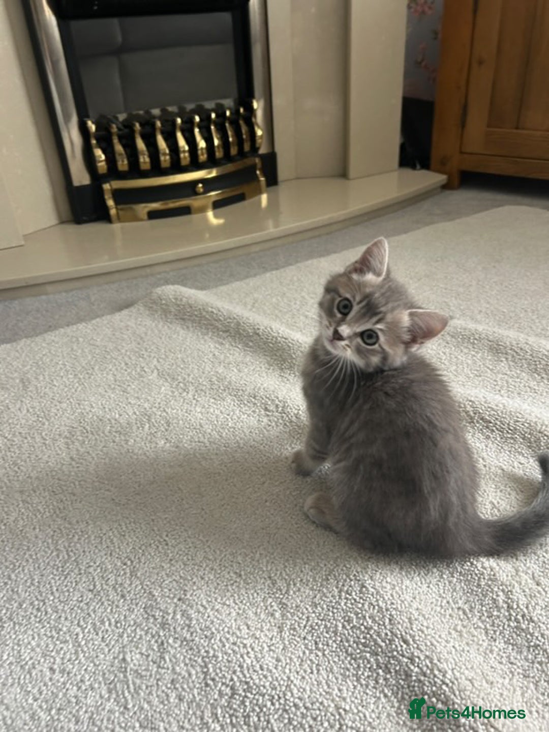 Domestic Shorthair cats for sale: Grey Tabby Kitten - Image 3