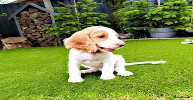 Cocker Spaniel dogs - Advert 13
