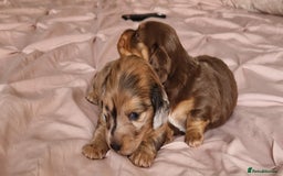 Miniature Dachshund dogs for sale: Long hair minature dachshunds - Image 16