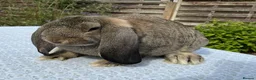 French Lop rabbits for sale: French Lop Babies ready to leave now - Advert 4