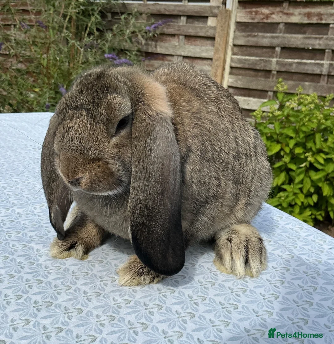 French Lop rabbits for sale: French Lop Babies ready to leave now - Advert 9
