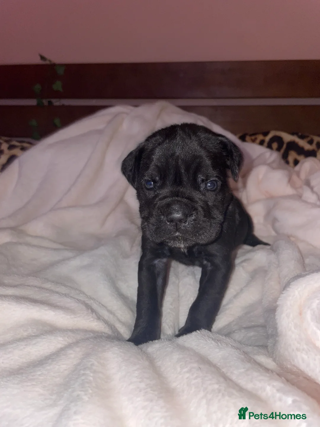 Cane Corso dogs for sale: Came corso - Advert 14