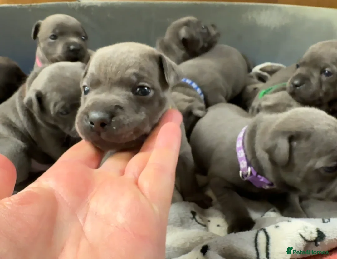 Staffordshire Bull Terrier dogs for sale: Blue KC & DNA Staffordshire Bull Terriers - Advert 2