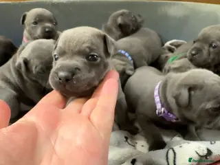Staffordshire Bull Terrier dogs for sale: Blue KC & DNA Staffordshire Bull Terriers - Advert 1