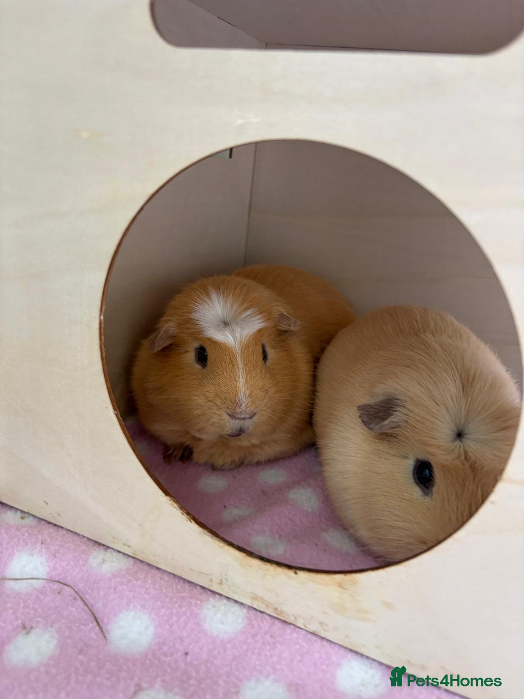 Guinea Pig rodents for sale: 2 male guinea pigs with cage - Advert 2